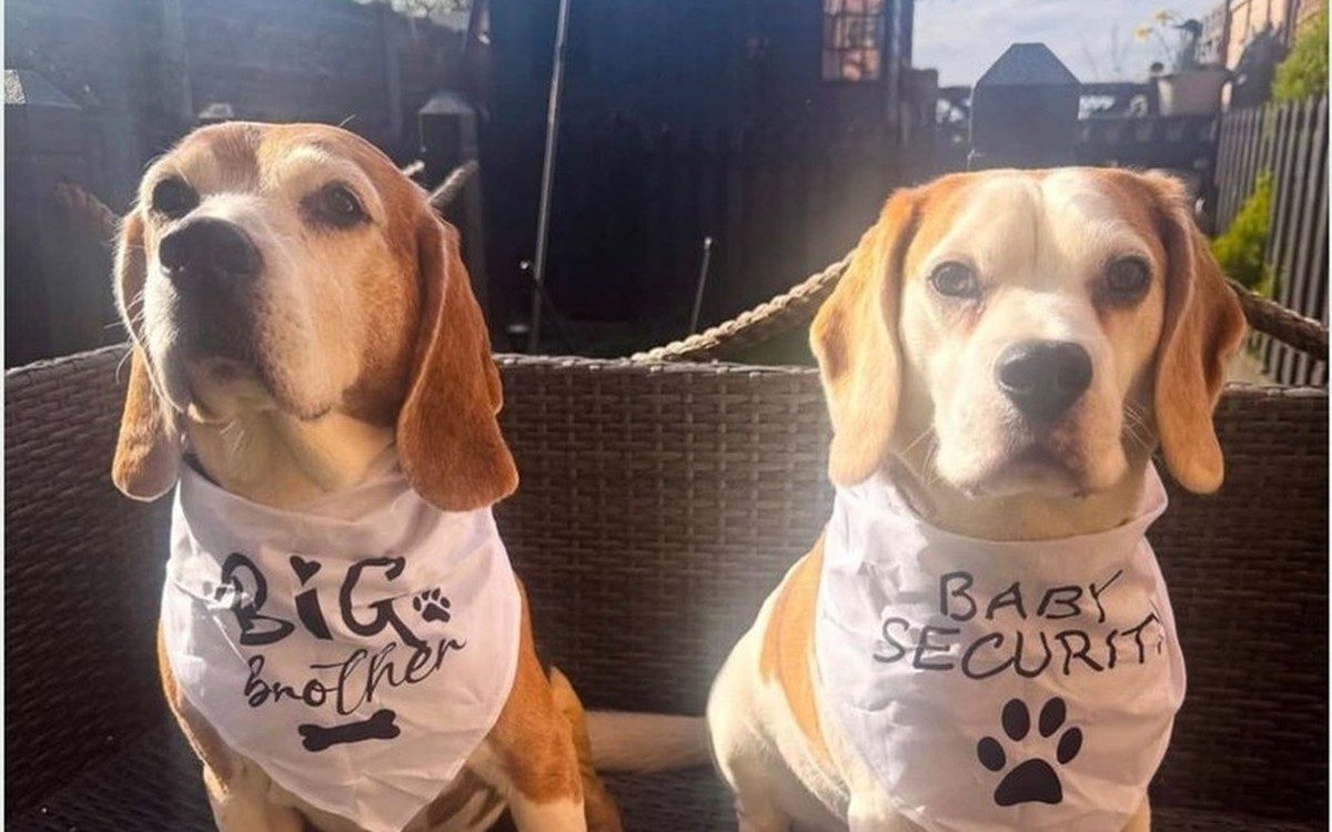 Two beagles on a garden seat during a home visit