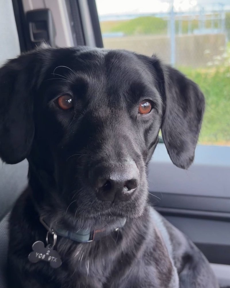 Black lab portrait in the car