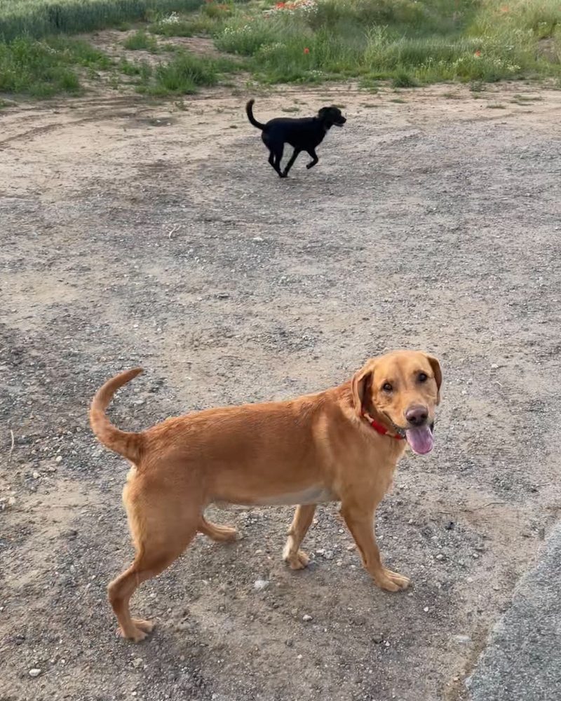 Fox red dog on a gravel track with another dog running behind