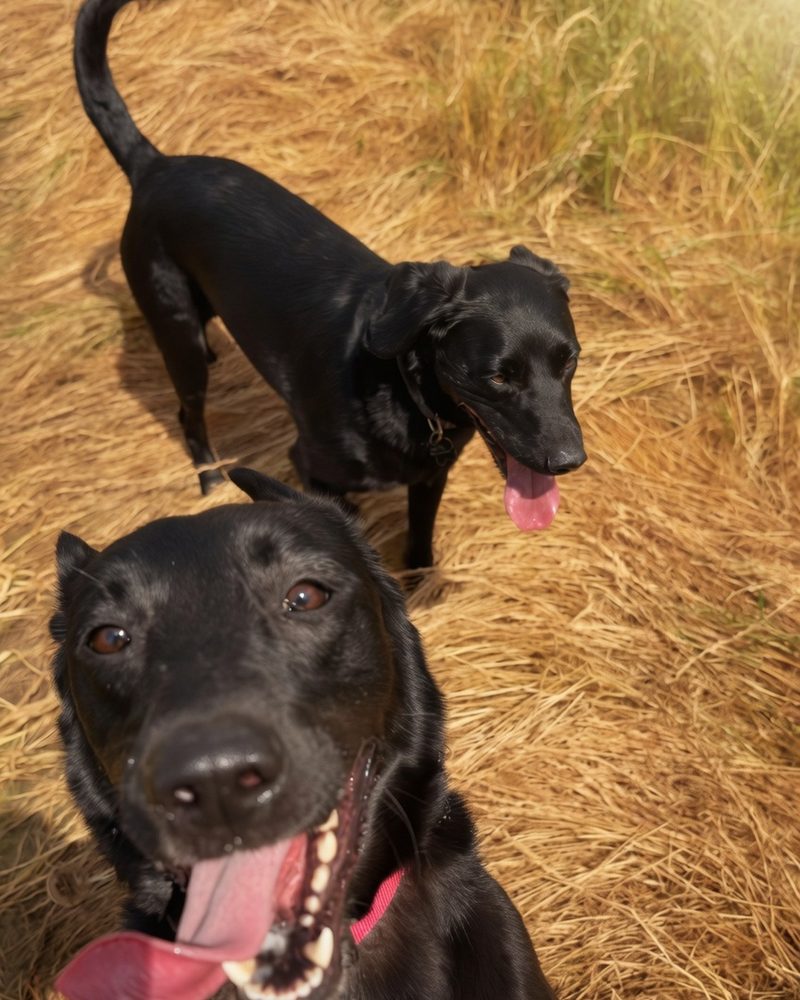 Two happy black dogs in a field, tongues out