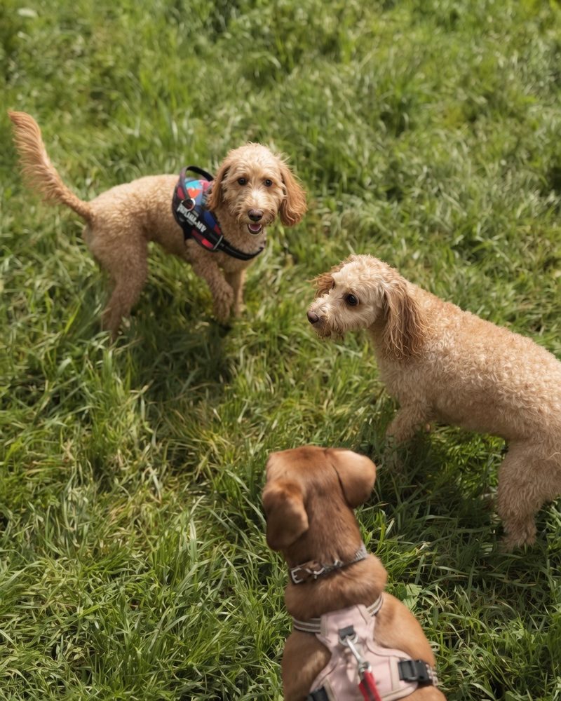 Three dogs playing on grass